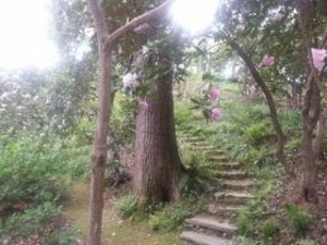 Featured image for “The Summer Day – a poem by Mary Oliver”